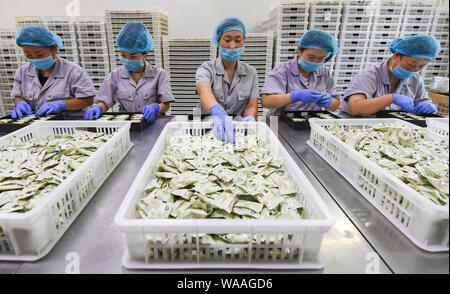 Jingxian, der chinesischen Provinz Hebei. 19 Aug, 2019. Arbeitnehmer verpacken die Produkte bei einem schwarzen Knoblauch Fabrik in Jingxian County, im Norden der chinesischen Provinz Hebei, Aug 19., 2019. Die schwarzen Knoblauch verarbeitende Industrie entwickelte sich rasant in Jingxian County, Beschäftigungsmöglichkeiten für die lokale Bevölkerung. Credit: Li Xiaoguo/Xinhua/Alamy leben Nachrichten Stockfoto