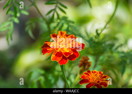 Blumen-Ringelblumen im Garten Stockfoto