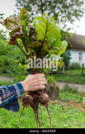 Bauer Hände mit einem frischen organischen Bündel von Zuckerrüben, junge rohes Gemüse aus dem Garten bed Stockfoto