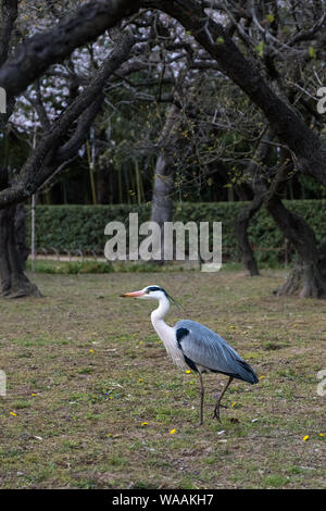 Ein grauer Reiher im Korakuen-Garten in Okayama, Japan Stockfoto