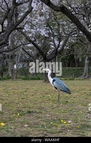 Ein grauer Reiher mit Kirschblüten im Hintergrund im Korakuen-Garten in Okayama, Japan Stockfoto