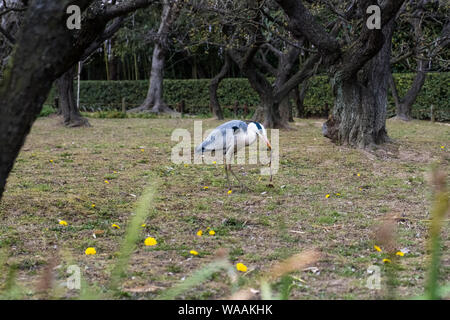 Ein grauer Reiher fängt einen Wurm im Korakuen-Garten in Okayama, Japan Stockfoto