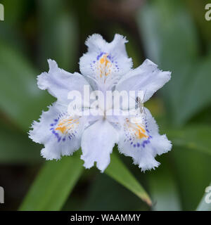 Eine Nahaufnahme einer gebratenen Iris (Iris Japonica) mit einem verschwommenen grünen Hintergrund Stockfoto