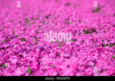 Ein Nahfoto eines Teppichs aus hellrosa phlox auf einem Feld in Japan Stockfoto