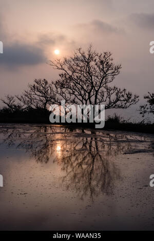 Sonnenuntergangsreflexionen über einem Reisfeld in Japan Stockfoto