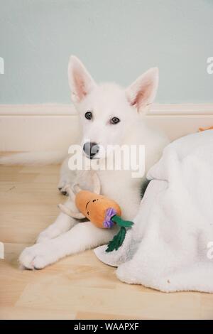 Cardiff, Wales, UK. August 2019. Lincoln der Alaskan Malamute X sibirischer Husky bei 11 Wochen alt. © Natasha Camilleri Stockfoto