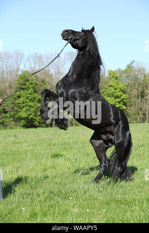 Herrlichen schwarzen Hengst tänzelt in Springs Natur Stockfoto