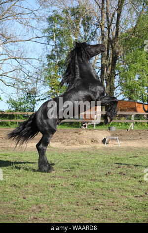 Herrlichen schwarzen Hengst tänzelt in Springs Natur Stockfoto