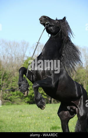 Herrlichen schwarzen Hengst tänzelt in Springs Natur Stockfoto