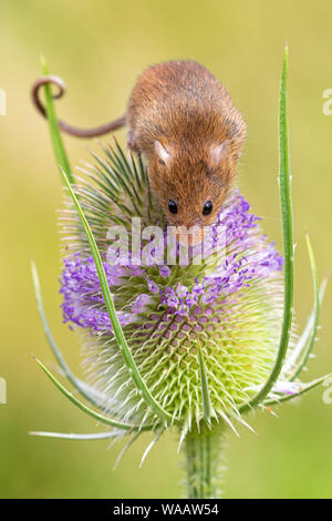 Neugierige Ernte Maus auf einer Karde Blume mit sauber grün hinterlegt. Stockfoto