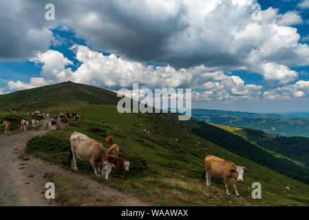 Sommer Landschaft mit Kuh Beweidung auf frischen grünen Almen. Stockfoto