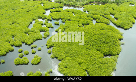 Luftaufnahme von Flüssen in tropischen Mangrovenwälder. Mangrove Landschaft, Siargao, Philippinen. Stockfoto