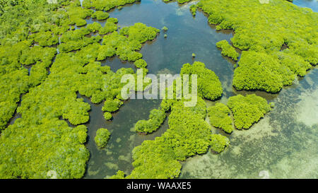 Mangrove Regenwald mit grünen Bäumen im Meer Wasser, Luftbild. Tropische Landschaft mit Mangroven Grove. Stockfoto