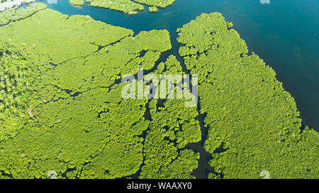 Mangrove grüne Wälder mit Flüssen und Kanälen auf der tropischen Insel, Antenne Brummen. Mangrove Landschaft. Stockfoto