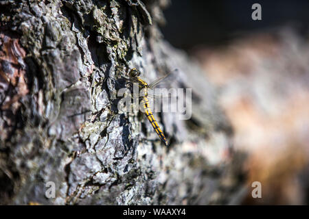 Boek, Deutschland. 25 Mai, 2019. Eine Libelle sitzt auf der Rinde von einem Baum in einem Wald im Nationalpark Müritz. 1990 gegründet, der Müritz Nationalpark liegt im Süden von Mecklenburg-Vorpommern und ist die größte terrestrische Nationalpark in Deutschland. Der 322 Quadratkilometer große Nationalpark ist von 72 Prozent Wald bedeckt und 13 Prozent Seen. Credit: Jens Büttner/dpa-Zentralbild/ZB/dpa/Alamy leben Nachrichten Stockfoto