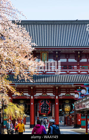 Japan, Honshu, Tokyo, Asakusa, Sensoji-tempel und Kirschblüte, 30075300 Stockfoto
