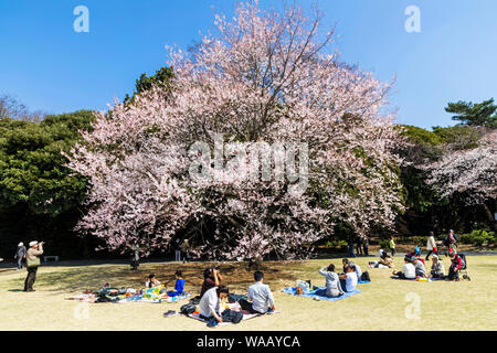 Japan, Honshu, Tokyo, Shinjuku, Shinjuku Goen National Garten, Menschen Picniking unter Cherry Blossom, 30075513 Stockfoto