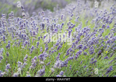 Eine Nahaufnahme von leuchtend violetten und grünen Lavendel wiegen sich im Wind Stockfoto