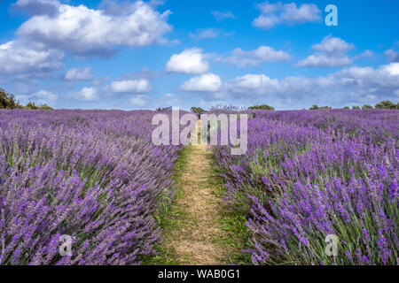 Ein schöner Sommertag in einem Lavendelfeld in voller Blüte. Stockfoto