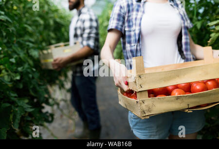 Das freundliche Team der Ernte von frischem Gemüse aus dem Gewächshaus Garten Stockfoto