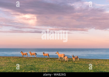 Cute walisischen Schafe fasziniert von der atemberaubenden rosa Sonnenaufgang auf der Pembrokeshire Coast Path in Wales Stockfoto