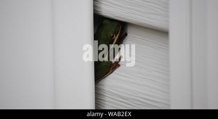 Amerikanischen grünen Laubfrosch Stockfoto