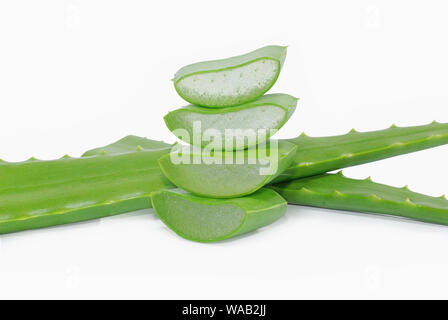 Aloe Vera isoliert auf weißem Hintergrund Stockfoto