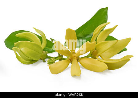 Gelbe Blume, Magnolie champaca Blume auf weißem Hintergrund Stockfoto