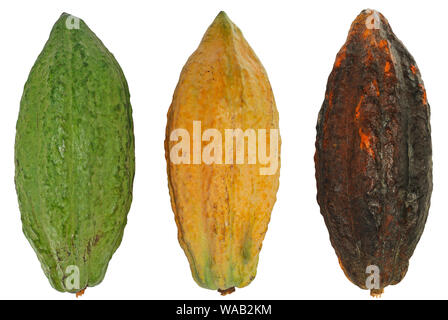 Kakaofrucht, Kakao Obst auf weißem Hintergrund Stockfoto