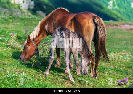 Stute und Fohlen gemeinsam auf der grünen Wiese Gras hoch in die Berge Stockfoto