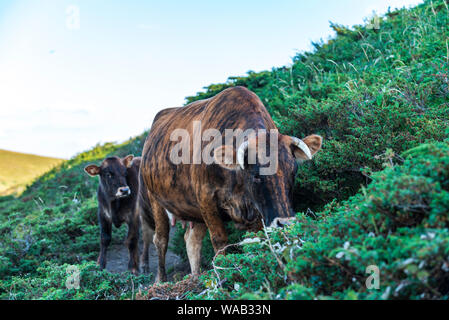 Kuh mit neugeborenen Kalb zu Fuß in den Berg Stockfoto