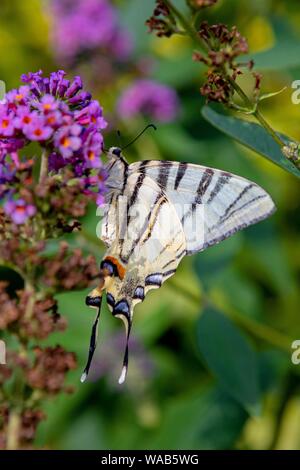 Ein Schwalbenschwanz Schmetterling (Zygaena Filipendulae) sitzt auf einer Blume in Zeischa (Brandenburg), 06 May 2019 | Verwendung weltweit Stockfoto