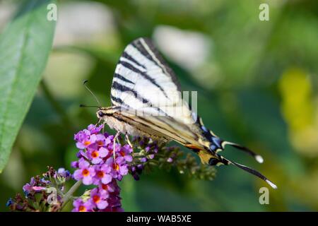 Ein Schwalbenschwanz Schmetterling (Zygaena Filipendulae) sitzt auf einer Blume in Zeischa (Brandenburg), 06 May 2019 | Verwendung weltweit Stockfoto