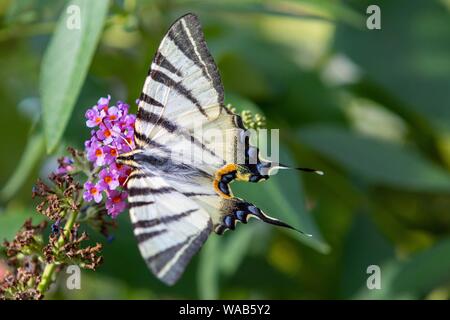 Ein Schwalbenschwanz Schmetterling (Zygaena Filipendulae) sitzt auf einer Blume in Zeischa (Brandenburg), 06 May 2019 | Verwendung weltweit Stockfoto
