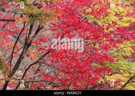 Herbstlaub in Japan - Rot momiji Blätter (Ahorn) in Kyoto. Stockfoto