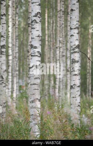 Nahaufnahme der Stämme der Birken mit schwarzen und weißen Rinde im Sommer, Finnland Stockfoto