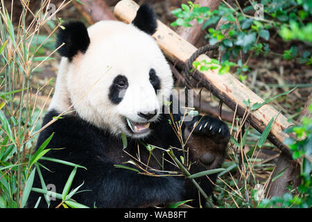 Portrait eines Panda essen Bambus Blätter mit offenem Mund Zahn in Chengdu Sichuan China angezeigt Stockfoto
