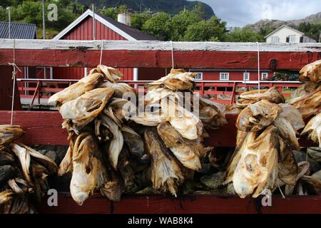 Getrocknete Fische in Norwegen - Sonne getrockneten Kabeljau Kopf Stockfisch in Nusfjord, Lofoten. Traditionelle norwegische Küche. Stockfoto
