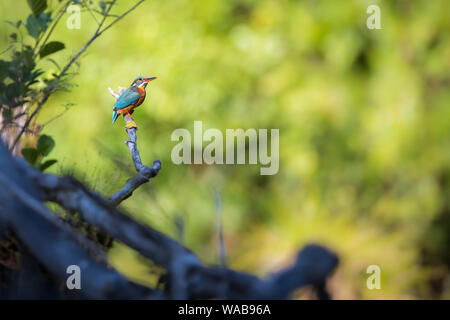 Eisvogel alcedo atthis hocken auf einem Zweig in der Mitte der grüne Laub von seiner natürlichen Umgebung Stockfoto