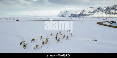 Die wilden Rentiere laufen, Vatnjokull National Park, Island Stockfoto