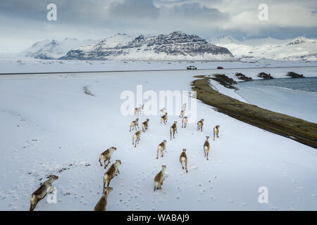 Die wilden Rentiere laufen, Vatnjokull National Park, Island Stockfoto