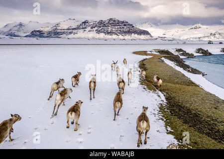 Die wilden Rentiere laufen, Vatnjokull National Park, Island Stockfoto