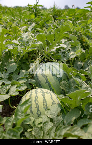 Wassermelonen wachsen auf einem Feld. Frisches Wasser-Melonen unter Blätter auf dem Feld. Ernte von Wassermelonen, Thailand. Stockfoto