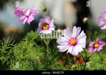 Zweifarbig Magenta und Weiß cosmos Blumen fotografiert an einem sonnigen Sommertag. Sie können mehrere rosa und weißen Blüten und einige grüne Blätter. Stockfoto