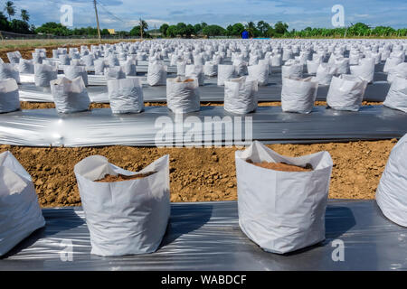 Zeile fo Coconut Kokos in Kindergärten weißen Beutel für Bauernhof mit fertigation, Bewässerungssystem für den Anbau von Erdbeeren verwendet werden. Stockfoto