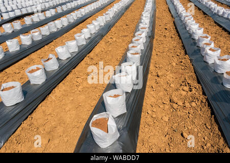 Zeile fo Coconut Kokos in Kindergärten weißen Beutel für Bauernhof mit fertigation, Bewässerungssystem für den Anbau von Erdbeeren verwendet werden. Stockfoto