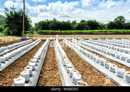 Zeile fo Coconut Kokos in Kindergärten weißen Beutel für Bauernhof mit fertigation, Bewässerungssystem für den Anbau von Erdbeeren verwendet werden. Stockfoto