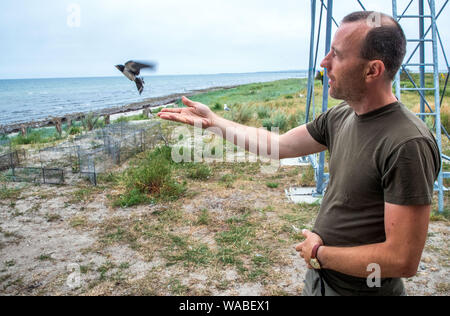 30 Juli 2019, Mecklenburg-Vorpommern, Langenwerder: veiko Lehsten, Klimaauswirkungen Forscher und Ehrenmitglieder Vogel warden, lässt eine junge wieder fliegen Schlucken nach dem Messen und dem Klingeln auf der Vogel- insel Langenwerder in der Nähe von Wismar. Die Insel in der Wismarer Bucht, die ein Naturschutzgebiet seit 1937, ist der älteste Mecklenburg Seabird Sanctuary. Die Bestände vieler Brut- und Zugvögel auf der kleinen Ostsee - Insel zu verringern. In den 1980er Jahren 5.000 Paare von Sturm Möwen waren noch Zucht in Deutschlands älteste Seabird Sanctuary. Dieses Jahr ist es immer noch rund 2.000. Foto: Jens Büttner/ Stockfoto