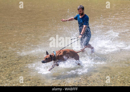 Glückliche junge Mann mit seinem Hund, Spaß haben, Schwimmen im Fluss. Liebe Tiere liebe mein Haustier Stockfoto