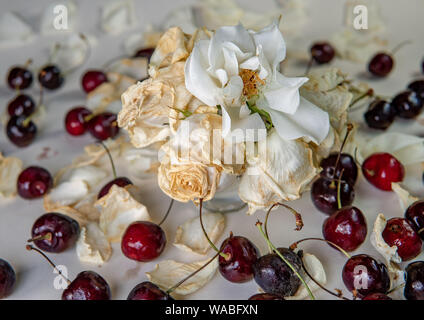 Die Qual sweet cherry aus dem Kühlschrank, verfaulte Früchte. Auf weissem Hintergrund. Schimmelige rote Beere. Tropfen Kondenswasser auf der Haut. Lebensmittelvergiftung Stockfoto